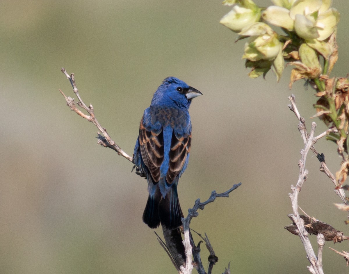 Blue Grosbeak - ML637738266