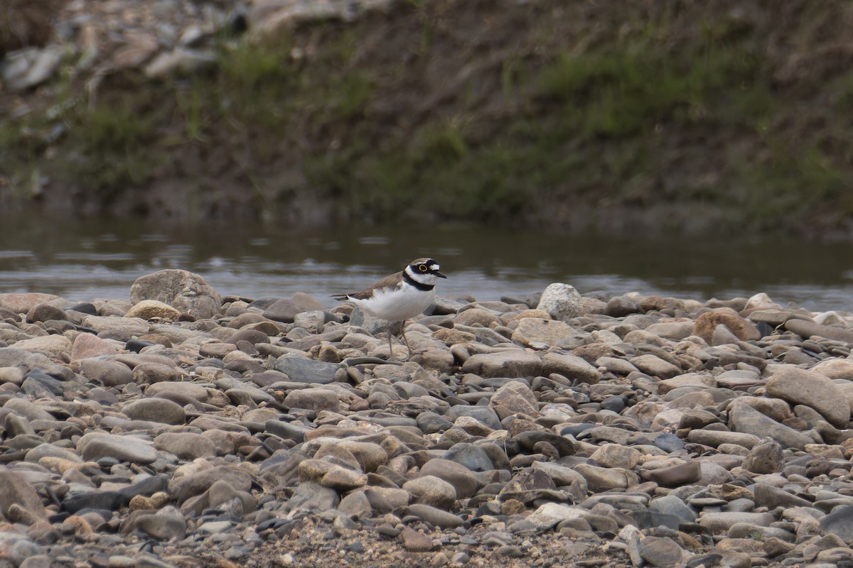 Little Ringed Plover - ML637738291