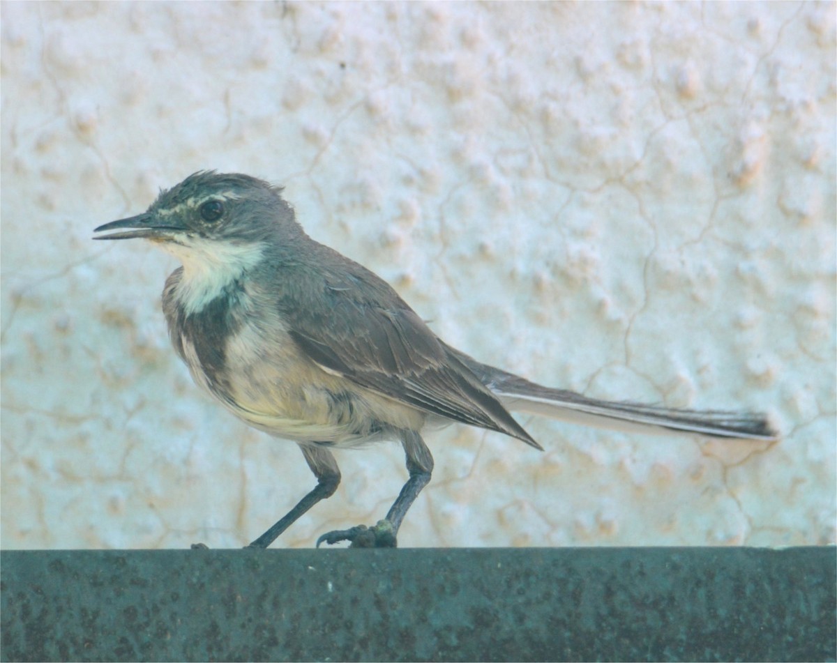 Cape Wagtail - ML637738317