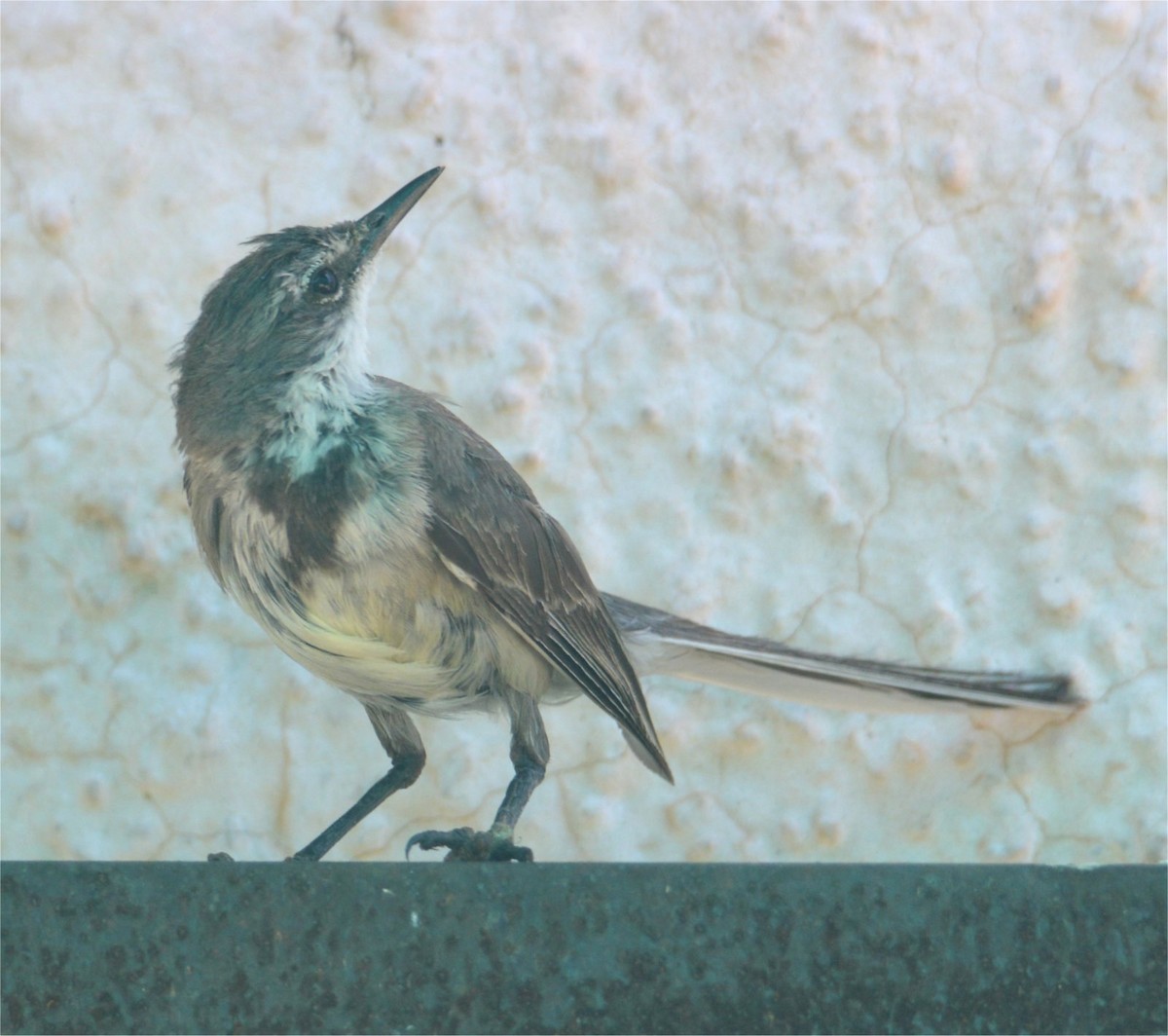 Cape Wagtail - ML637738337