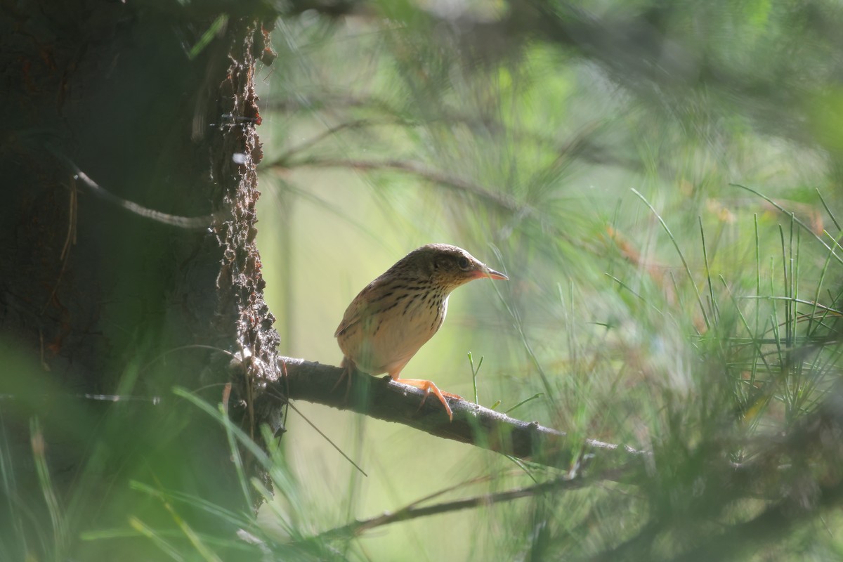 Lanceolated Warbler - ML637738345