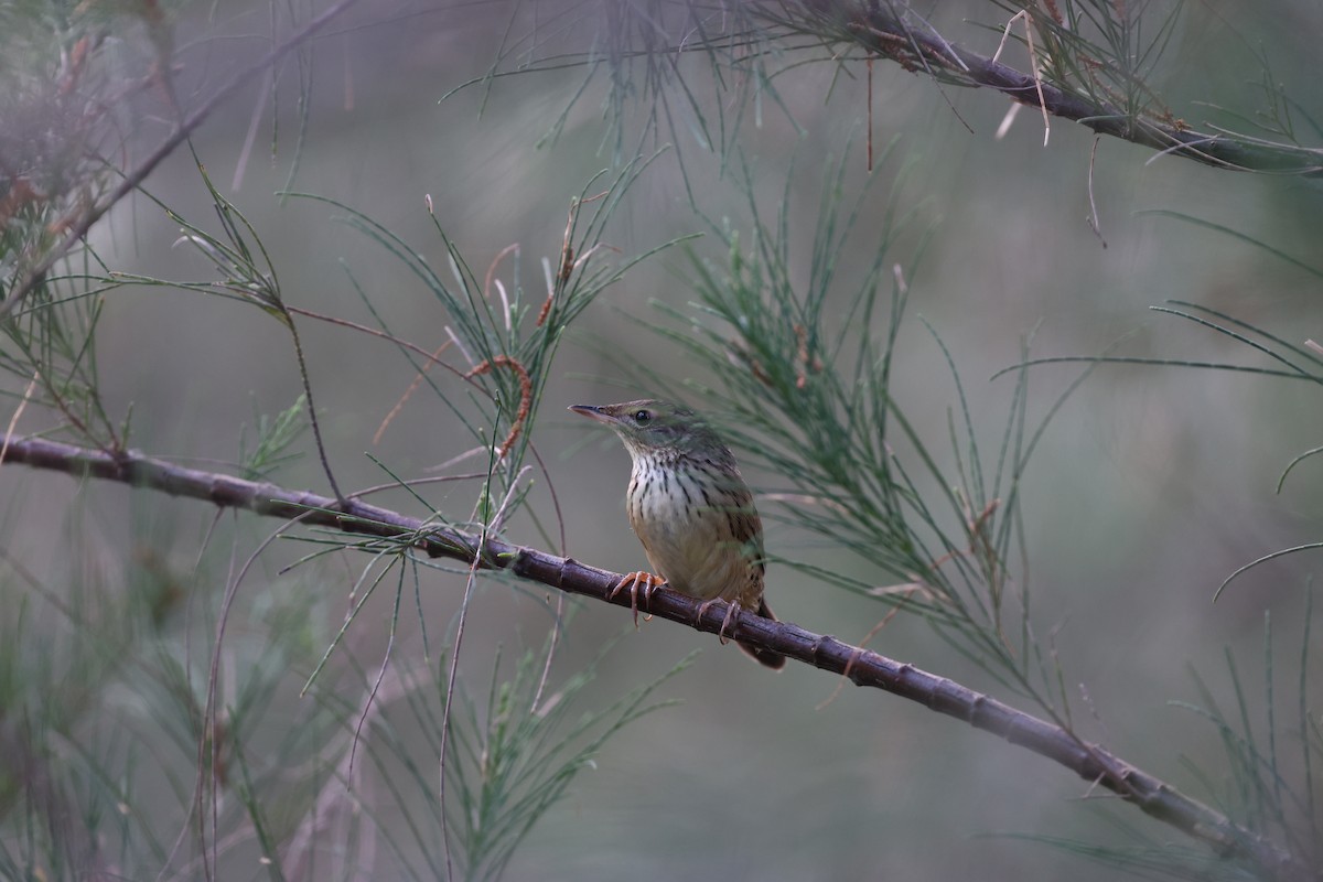 Lanceolated Warbler - ML637738347