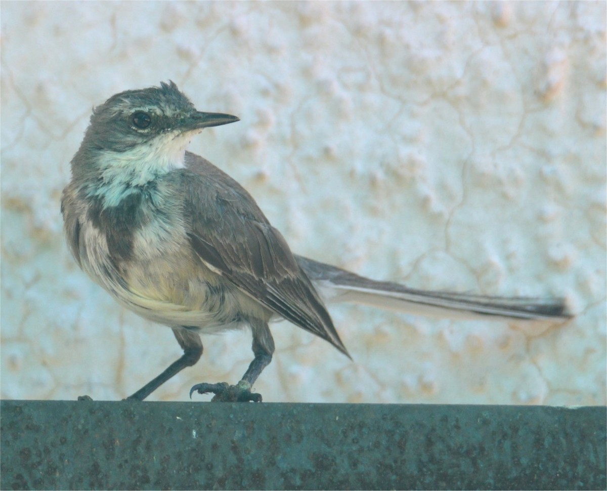 Cape Wagtail - ML637738355