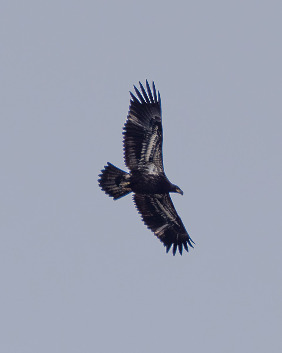 Bald Eagle - ML637738481