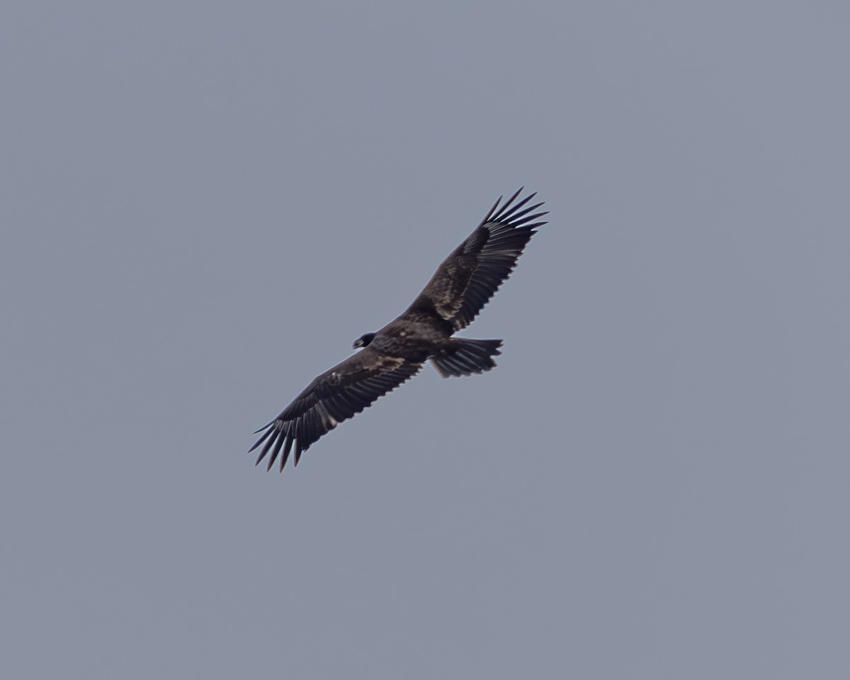 Bald Eagle - ML637738482