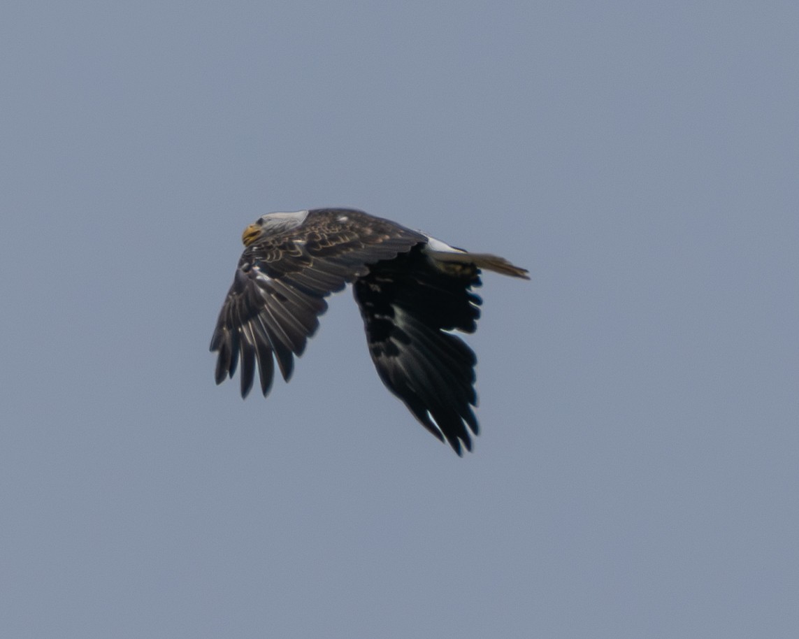 Bald Eagle - ML637738483