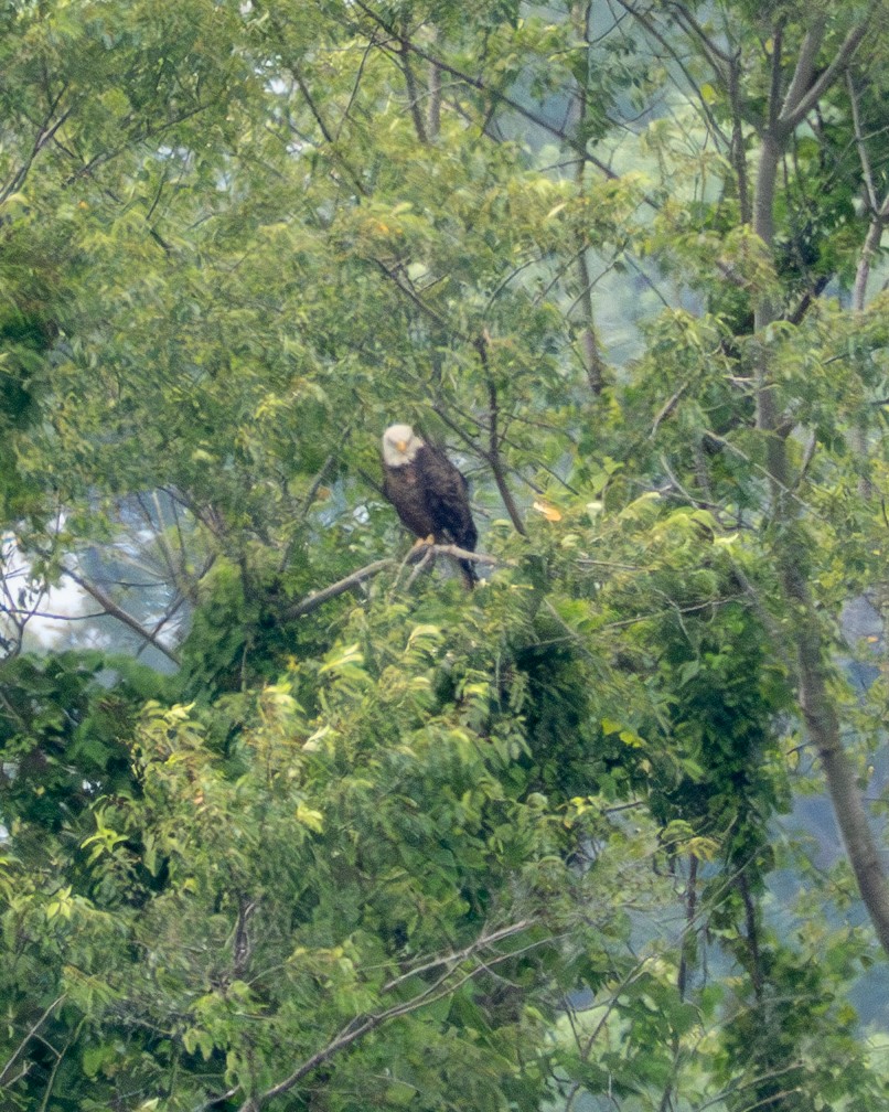 Bald Eagle - ML637738484