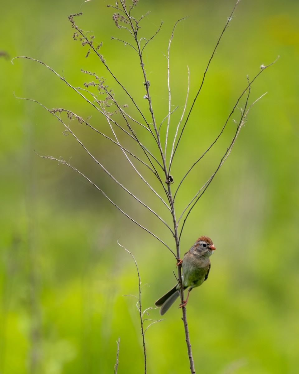 Field Sparrow - ML637738495