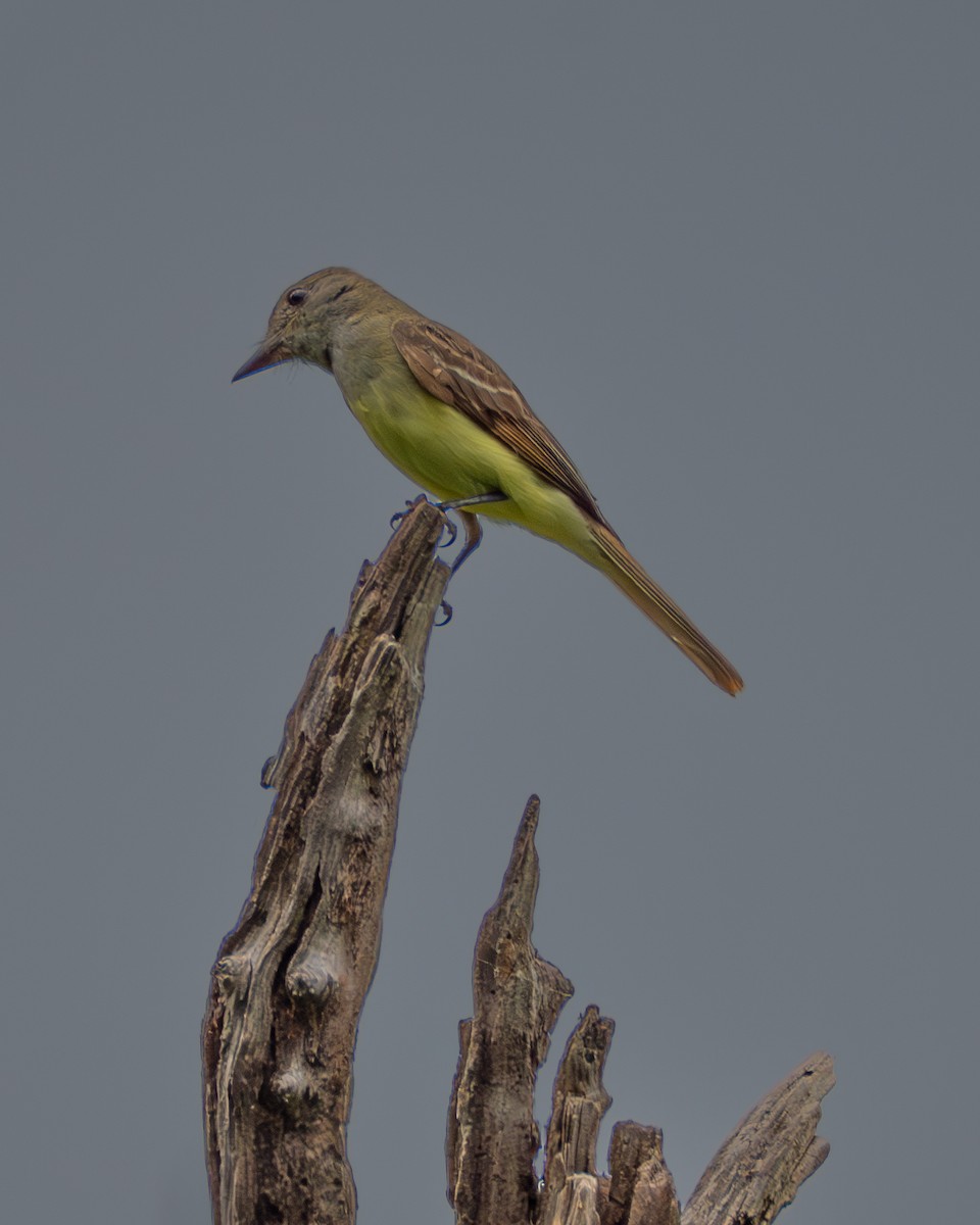 Great Crested Flycatcher - ML637738502