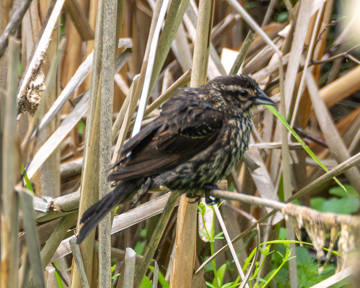 Red-winged Blackbird - ML637738511