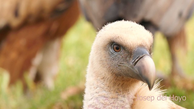Eurasian Griffon - ML637738552
