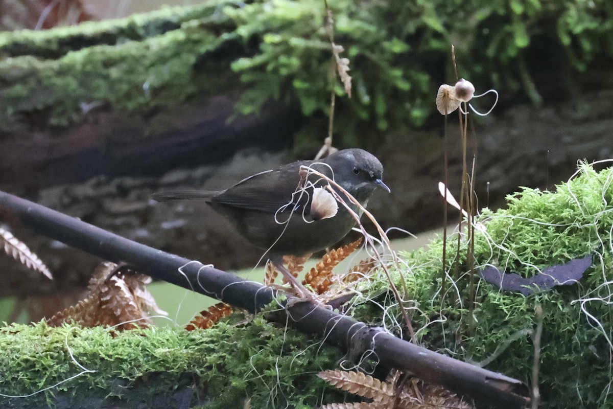 Tasmanian Scrubwren - ML637738578