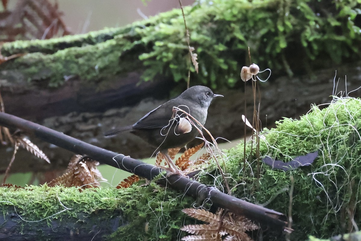 Tasmanian Scrubwren - ML637738580