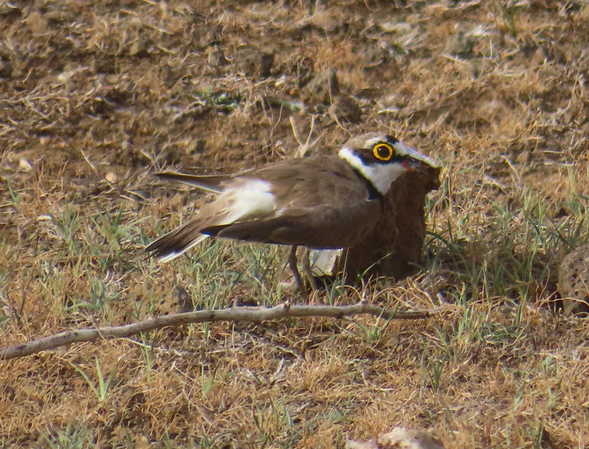 Little Ringed Plover - ML637738678