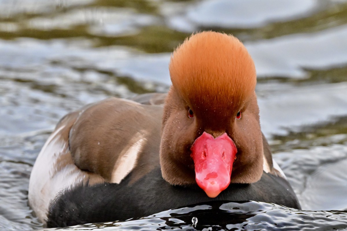 Red-crested Pochard - ML637738683