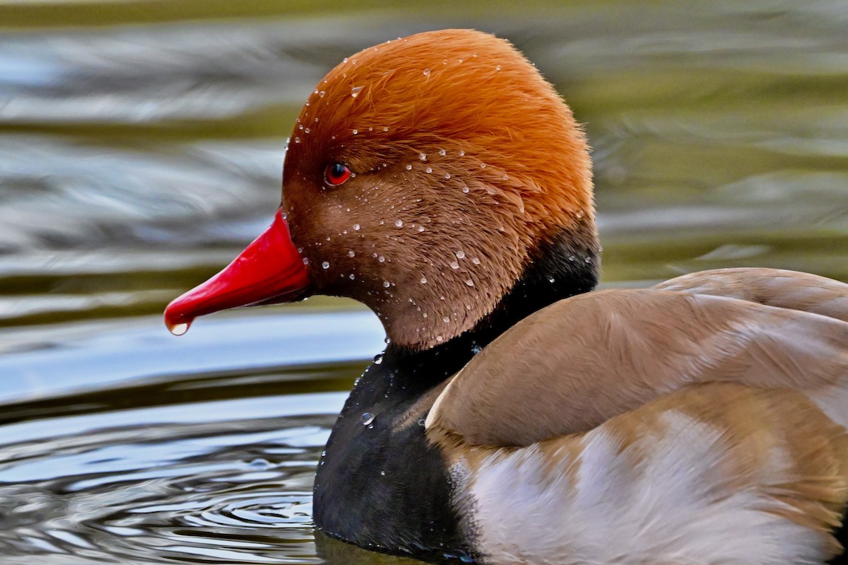 Red-crested Pochard - ML637738684