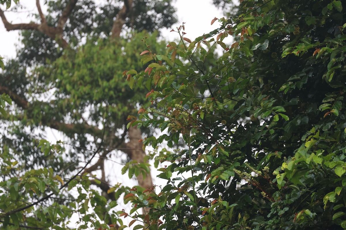 Spectacled Spiderhunter - ML637738732