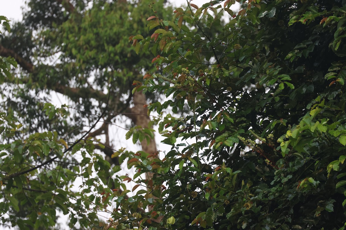 Spectacled Spiderhunter - ML637738734