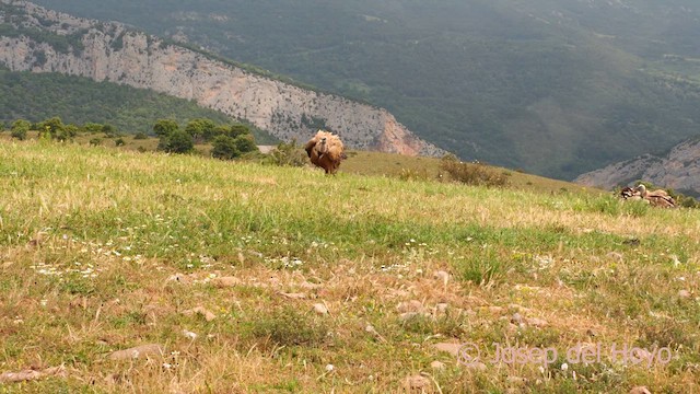 Eurasian Griffon - ML637738767