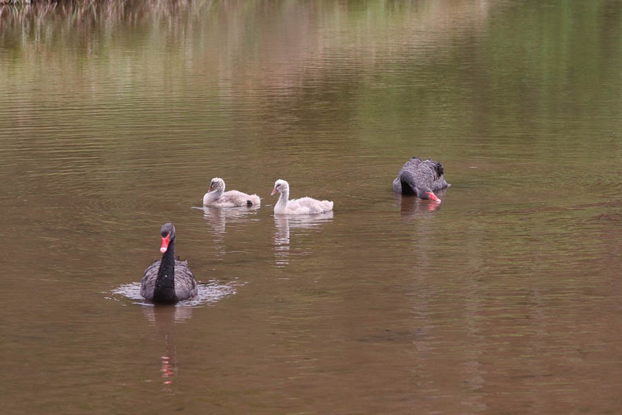Black Swan - ML637738772
