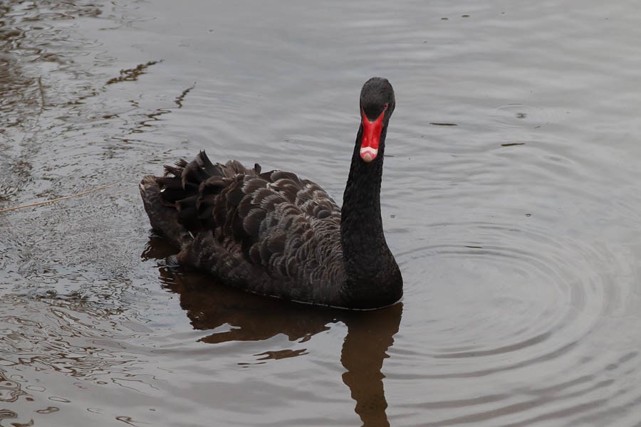 Black Swan - ML637738773