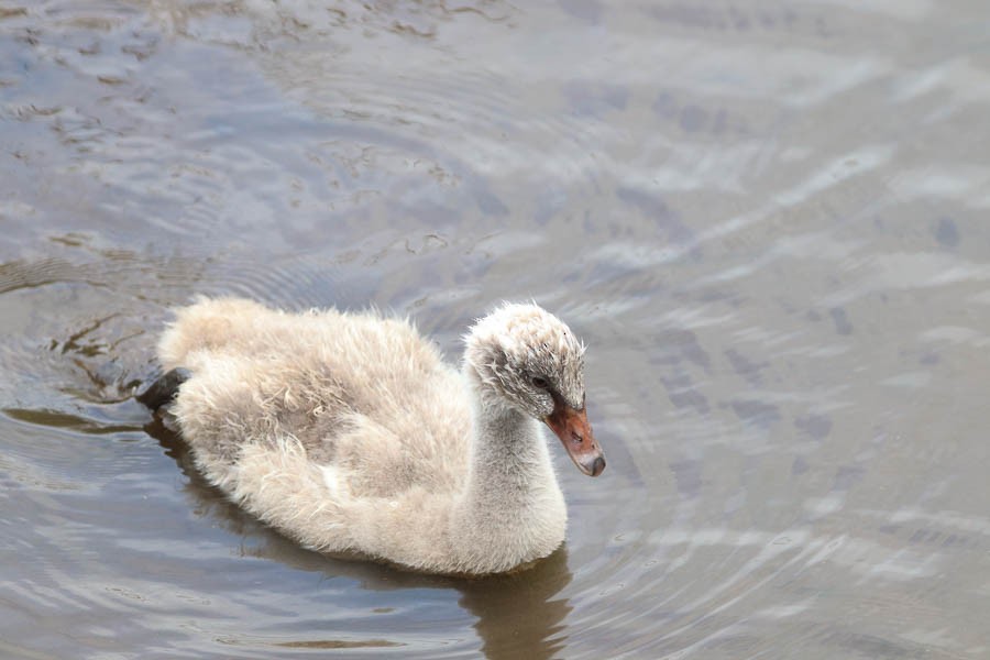 Black Swan - ML637738774