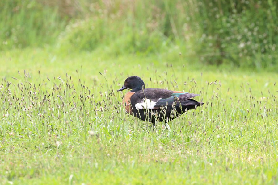 Australian Shelduck - ML637738776