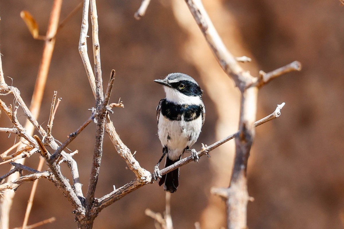 Pririt Batis - ML637738787