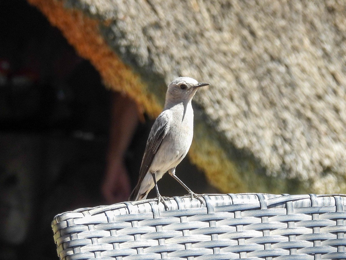 Mountain Chat - ML637738792