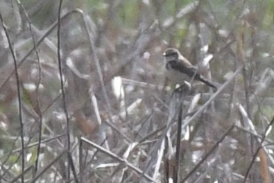 Amur Stonechat - ML637738822
