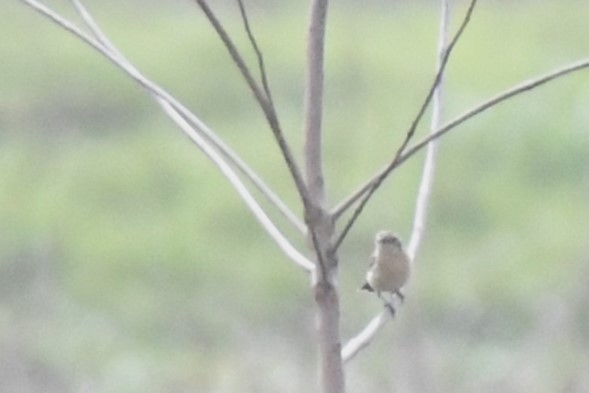 Amur Stonechat - ML637738823