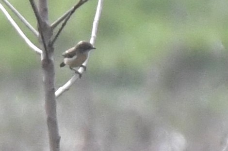 Amur Stonechat - ML637738825