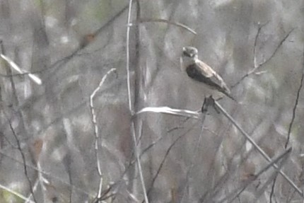 Amur Stonechat - ML637738826