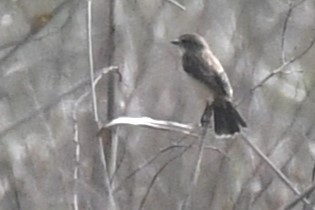Amur Stonechat - ML637738827