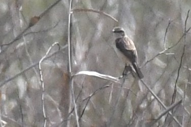 Amur Stonechat - ML637738828