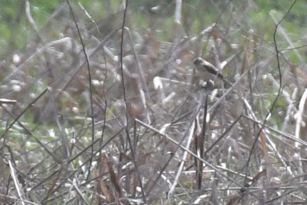Amur Stonechat - ML637738829