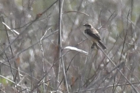 Amur Stonechat - ML637738830