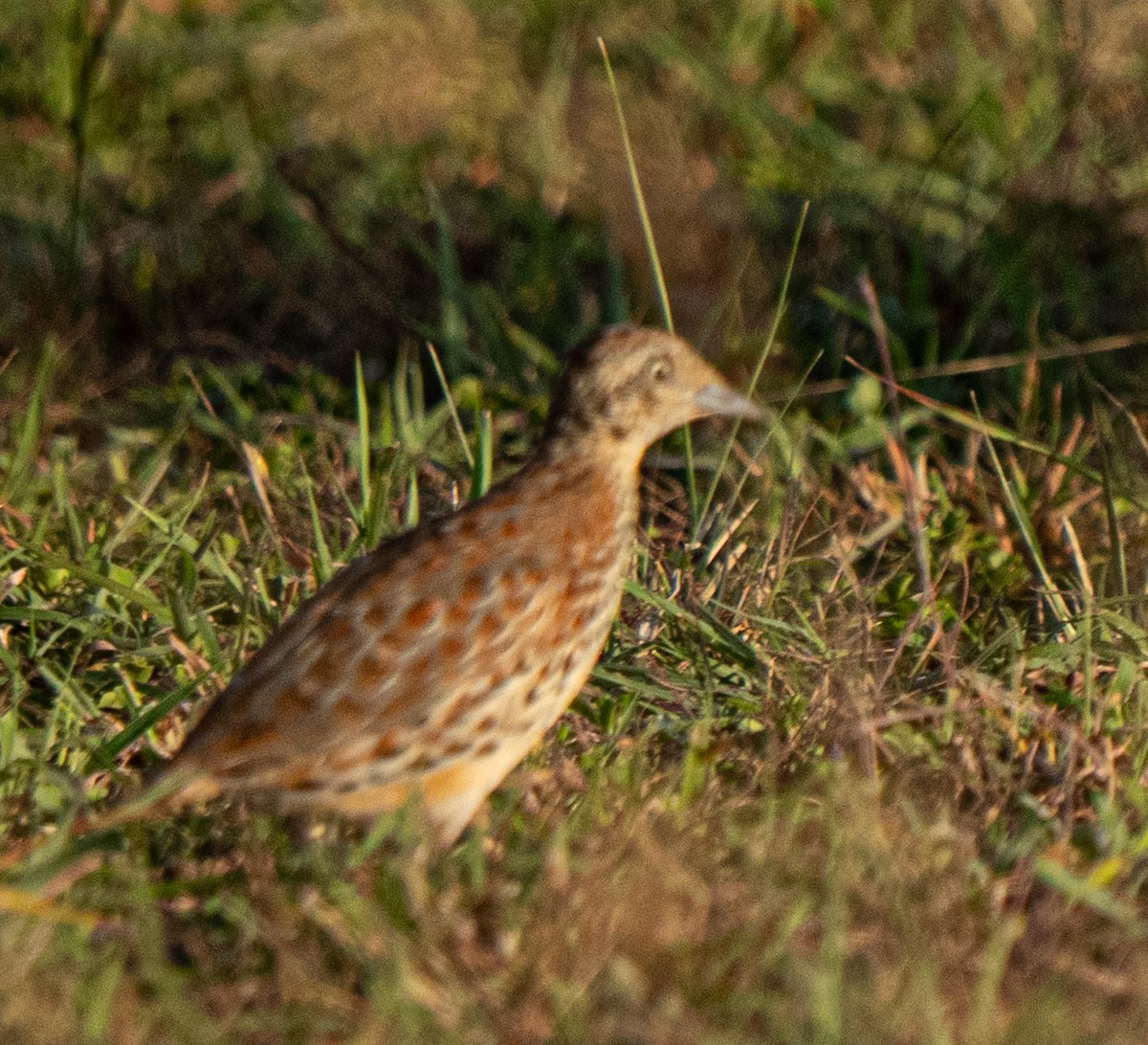 Small Buttonquail - ML637739005