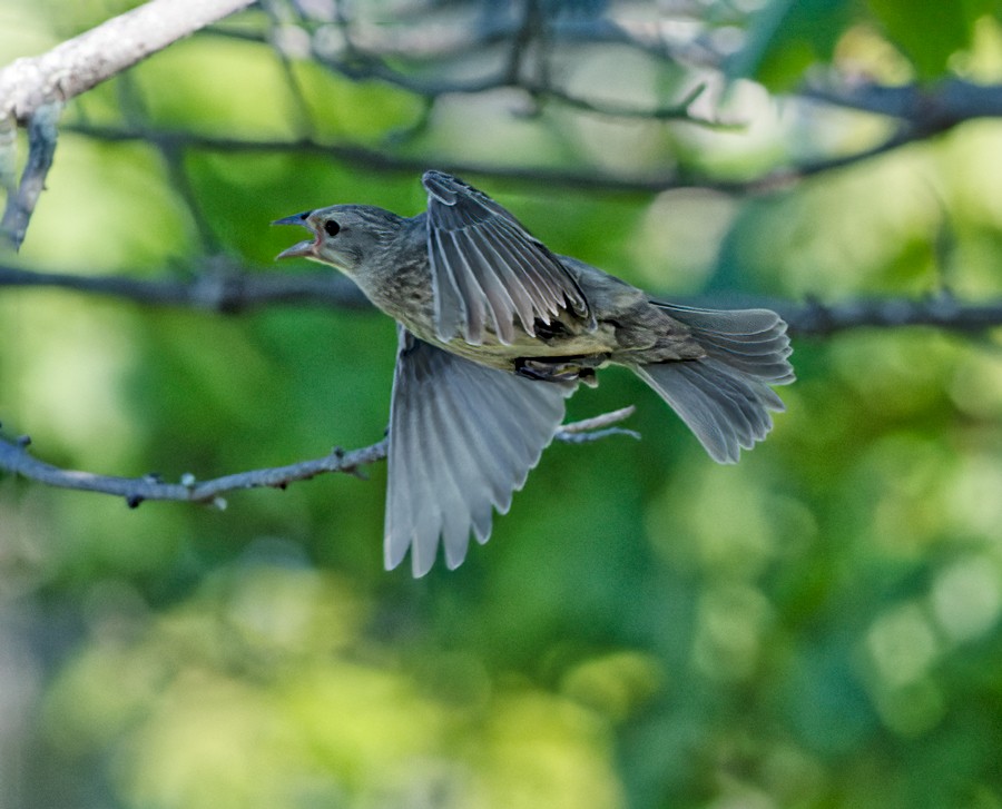 Brown-headed Cowbird - ML637739022