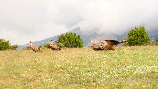 Eurasian Griffon - ML637739023