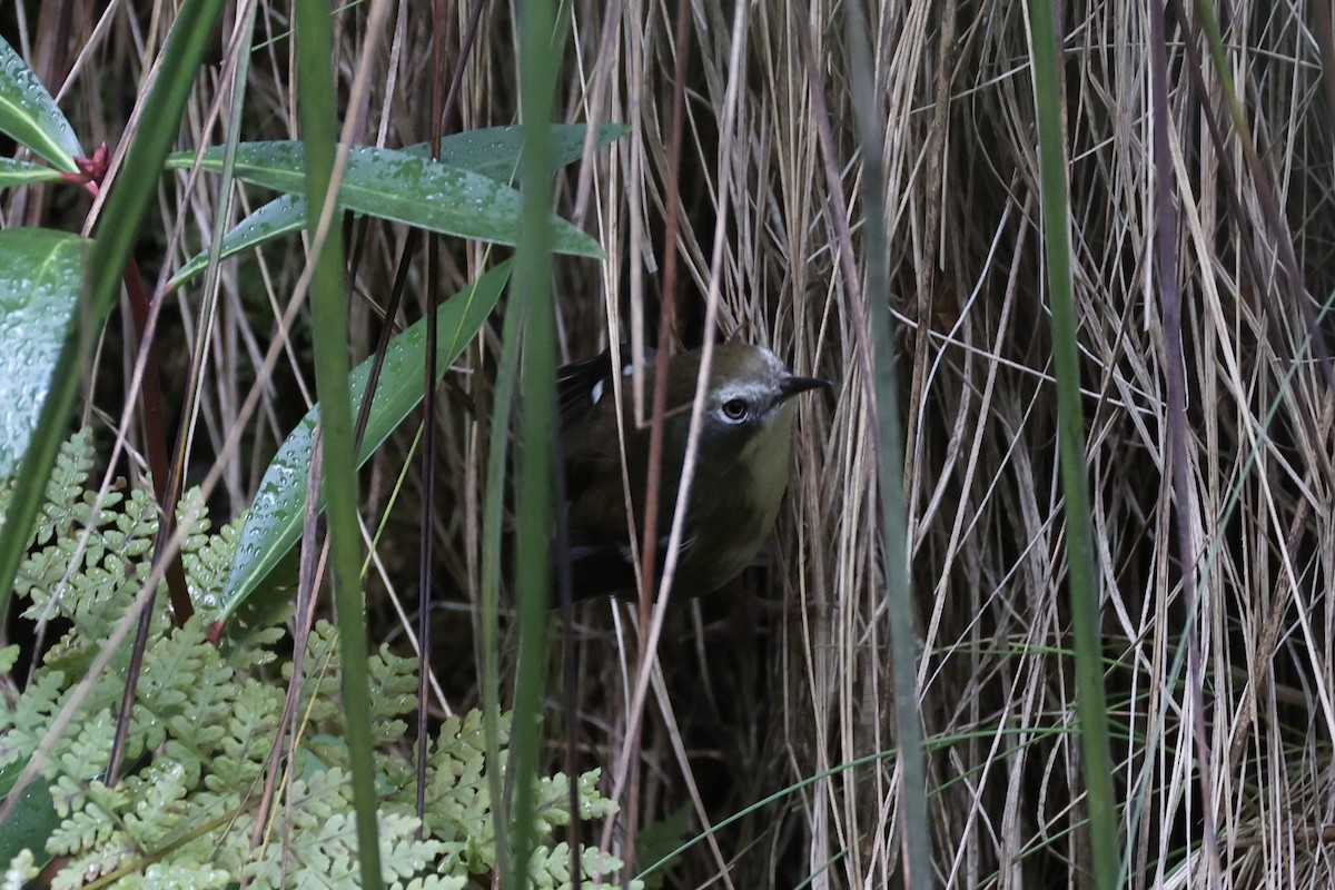 Scrubtit - ML637739053