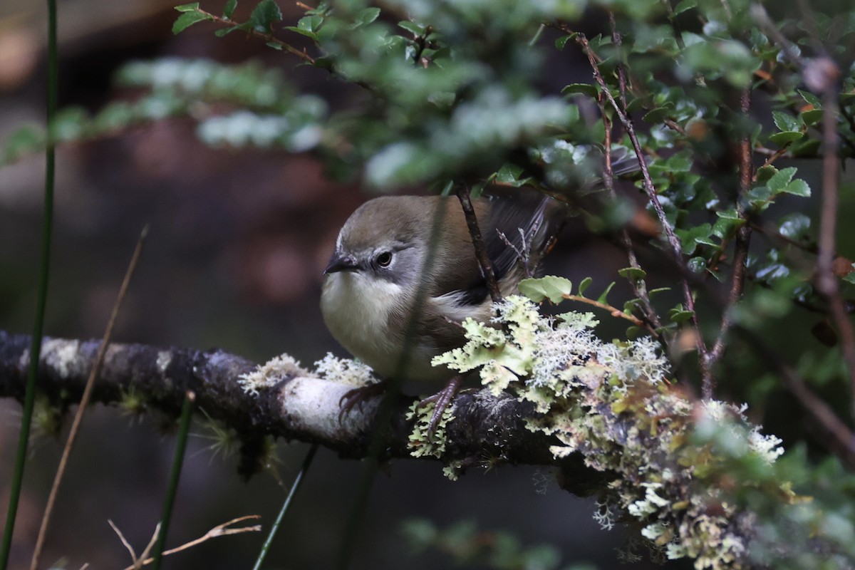 Scrubtit - ML637739054