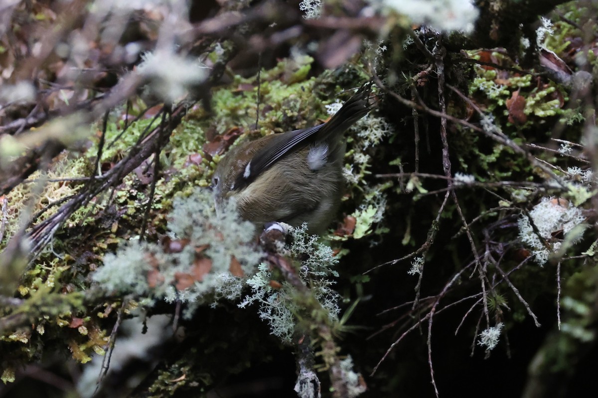 Scrubtit - ML637739055