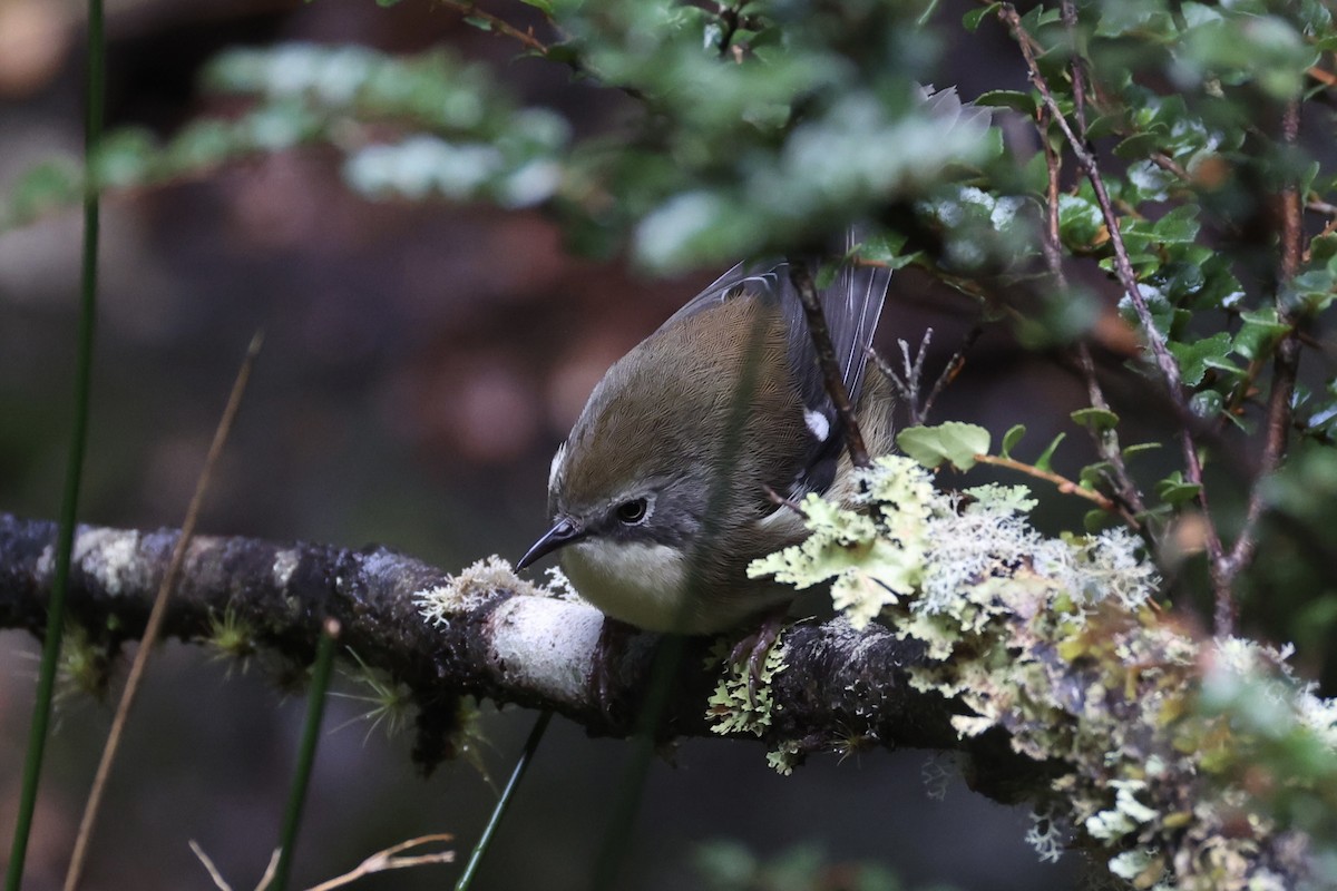 Scrubtit - ML637739058
