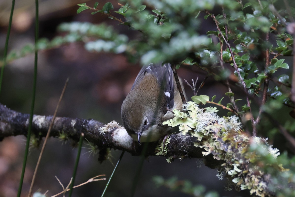 Scrubtit - ML637739059