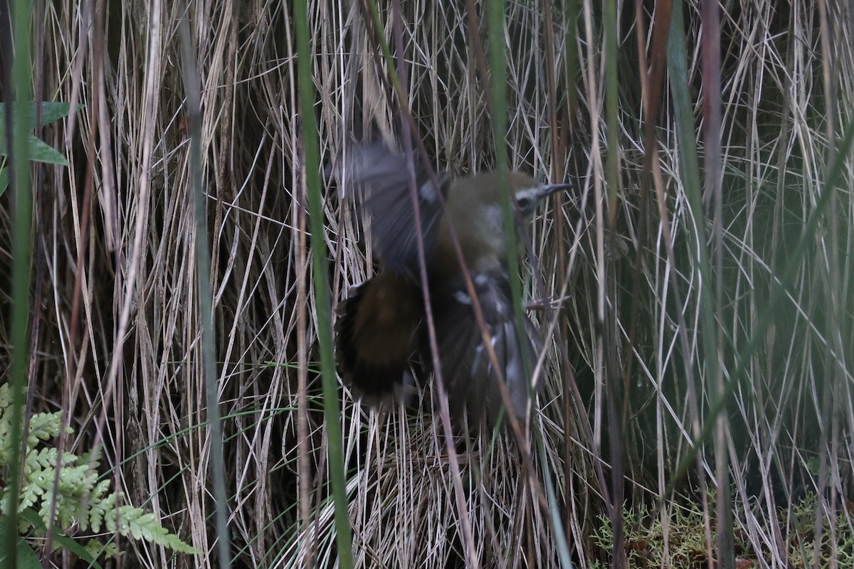 Scrubtit - ML637739063