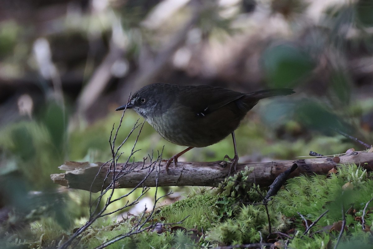 Tasmanian Scrubwren - ML637739073