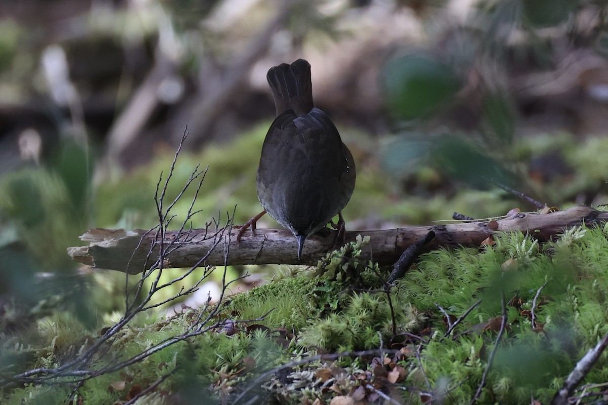 Tasmanian Scrubwren - ML637739074