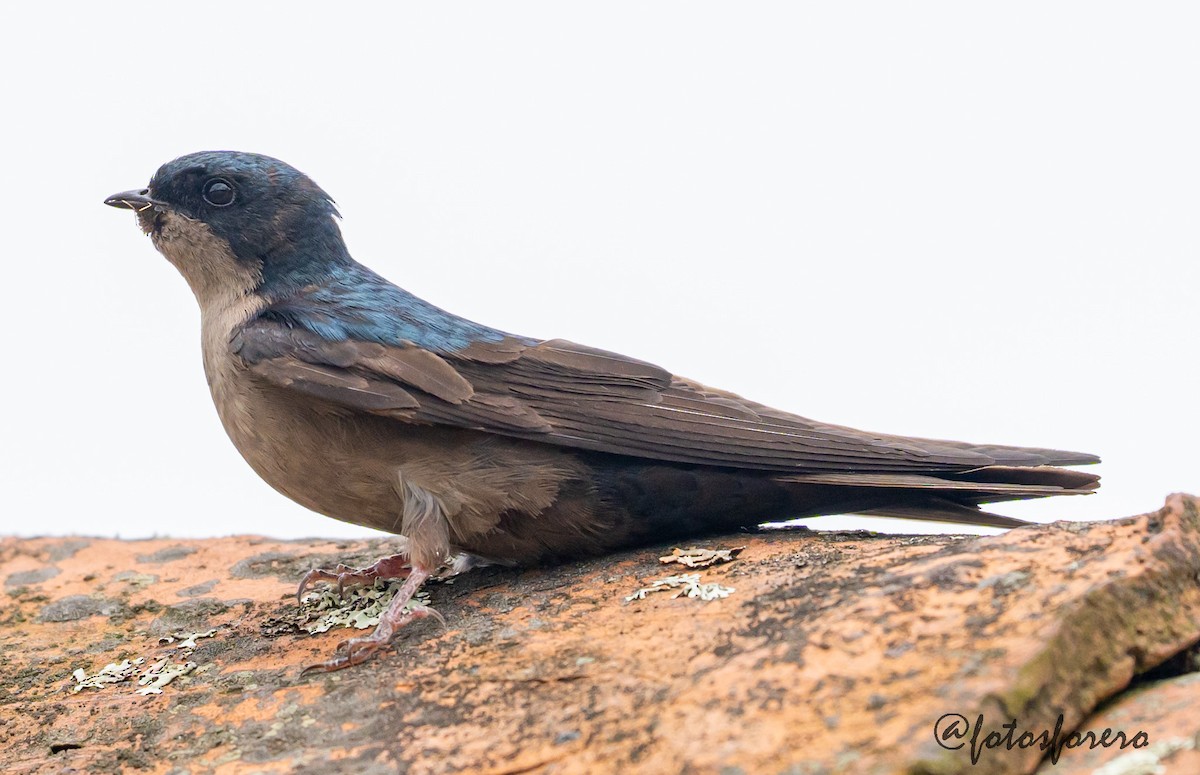 Brown-bellied Swallow - ML637739076