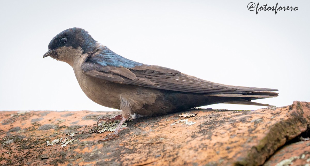 Brown-bellied Swallow - ML637739077